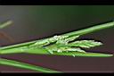 早熟禾-花穗05.jpg