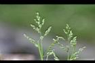 早熟禾-花穗02.jpg