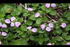 早田氏爵床-花02.JPG
