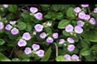 早田氏爵床-花06.JPG