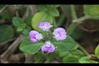 早田氏爵床-花11.JPG