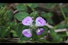 早田氏爵床-花16.JPG