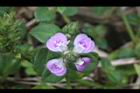 早田氏爵床-花17.JPG