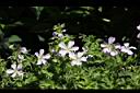 早田氏香葉草-花31.jpg