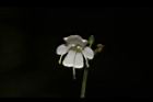 白花鼠尾草-花17.JPG