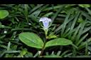 旱田草-花04.JPG