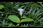 旱田草-花03.JPG