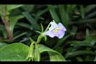旱田草-花08.JPG