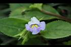 旱田草-花18.JPG