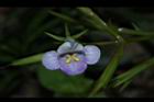 旱田草-花19.JPG