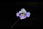 旱田草-花22.JPG