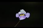 旱田草-花23.JPG