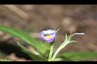 旱田草-花28.JPG