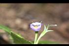 旱田草-花30.JPG
