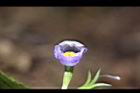 旱田草-花31.JPG