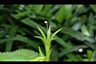 旱田草-花萼04.JPG