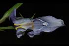 旱田草-花蕊02.JPG