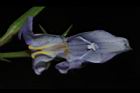 旱田草-花蕊03.JPG
