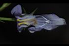 旱田草-花蕊07.JPG