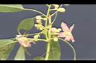 酒瓶樹-花序04.JPG