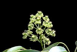 昆欄樹-花05.jpg