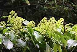 昆欄樹-花序00.jpg
