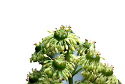 昆欄樹-花蕊03.jpg