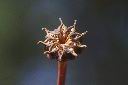 昆欄樹-實13.JPG