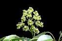 昆欄樹-花01.jpg