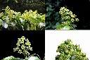 昆欄樹-花1.jpg