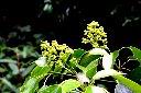 昆欄樹-花序01.jpg