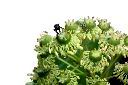 昆欄樹-花蕊00.jpg