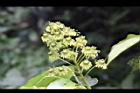 昆欄樹-花02.jpg
