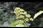 昆欄樹-花03.jpg