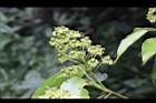 昆欄樹-花04.jpg