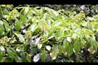 昆欄樹-花序02.jpg