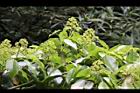 昆欄樹-花序03.jpg