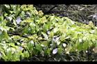 昆欄樹-花序04.jpg
