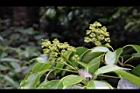 昆欄樹-花序06.jpg