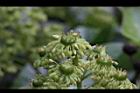 昆欄樹-花蕊02.jpg