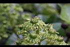 昆欄樹-花蕊04.jpg