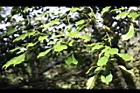 昆欄樹-葉序00.jpg