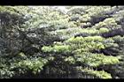 昆欄樹45.jpg