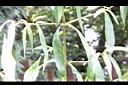 易生木-枝序1.jpg