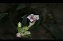 易生木-花07.JPG