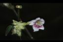 易生木-花08.JPG