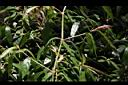易生木-莖00.jpg