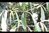 易生木-枝序0.jpg