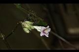 易生木-花00.JPG