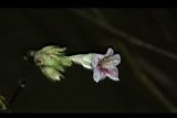 易生木-花01.JPG